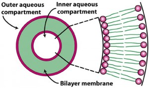 liposome structure