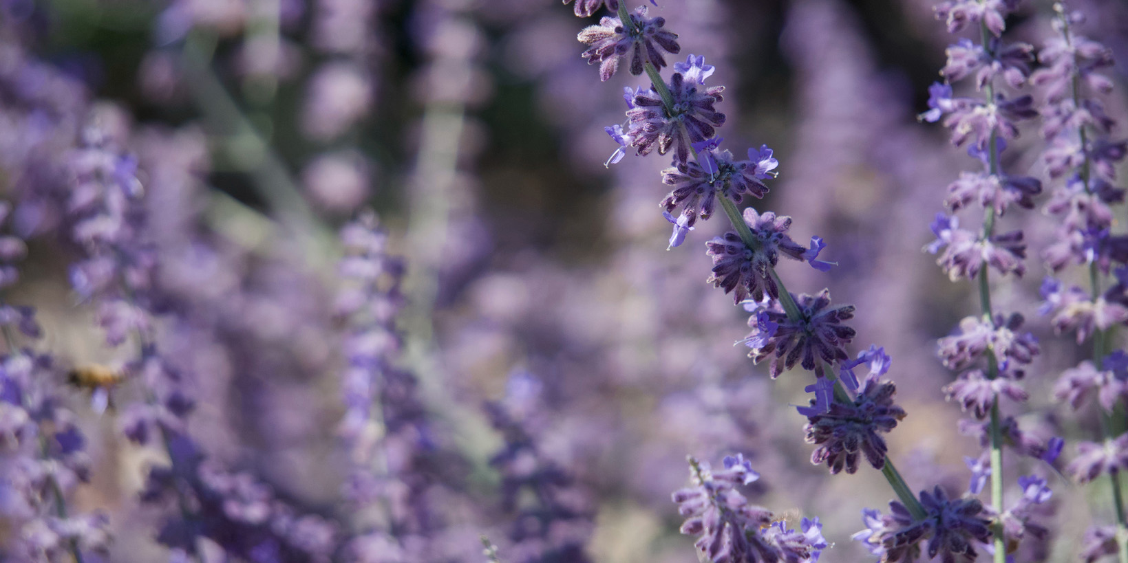 Which Natural Ingredients?