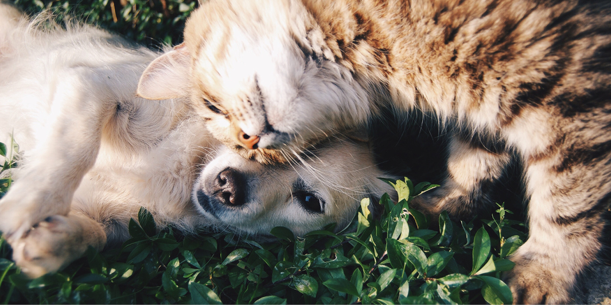 You and Your Pet in the Sun